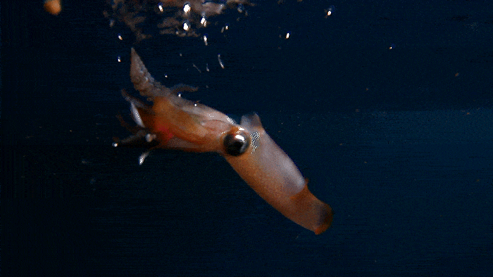 イカが長く抱く